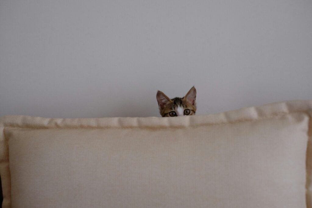 A kitten hiding behind a couch in front of a white wall.