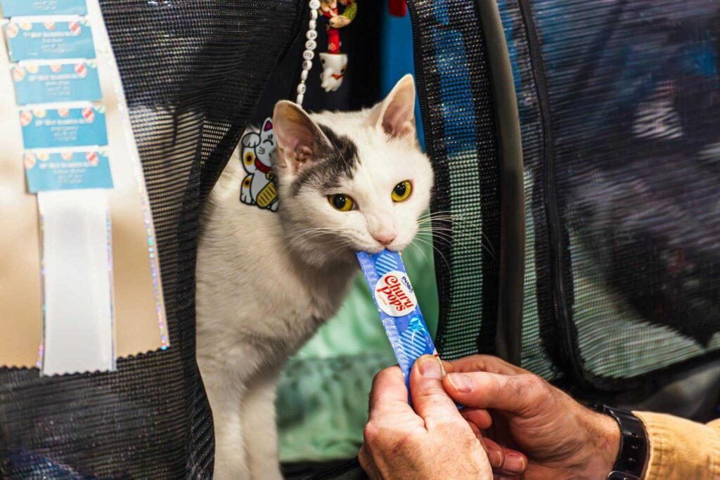 A man feeding a cat coming out of a carrier lickable treats.