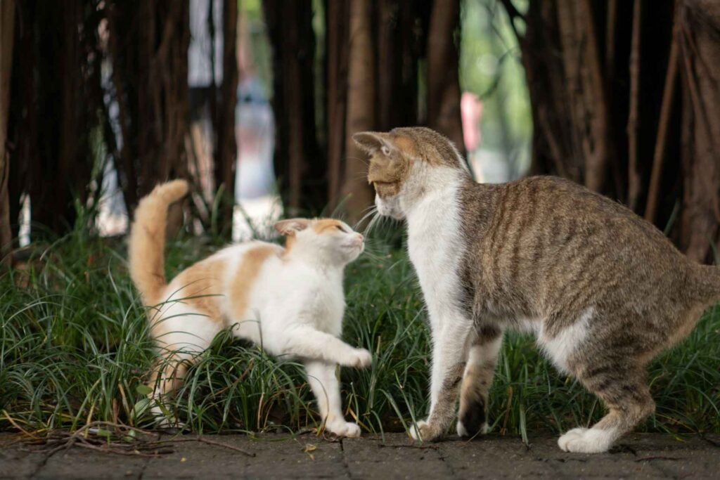 Two cats fighting outside with tense body language next to a way.