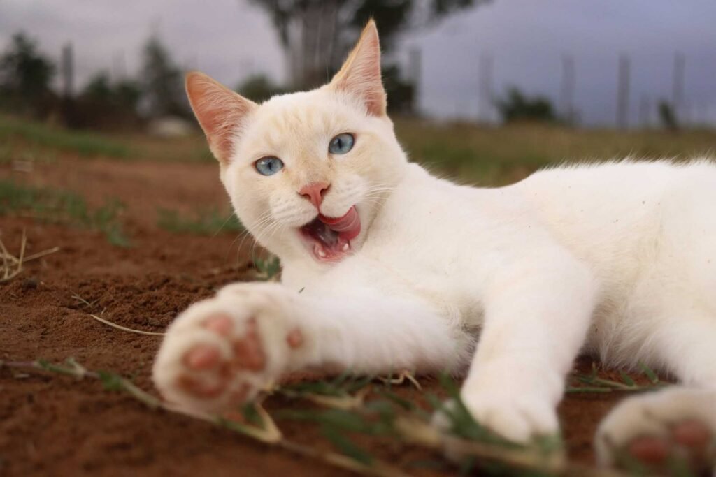 A white cat lying on dirt outside licking its mouth and looking into the camera from the side.