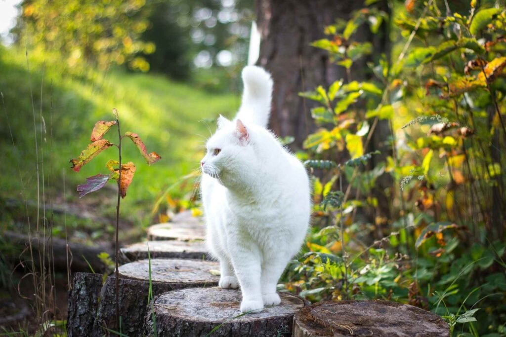 A white cat walking on tree stamps around plants outside.