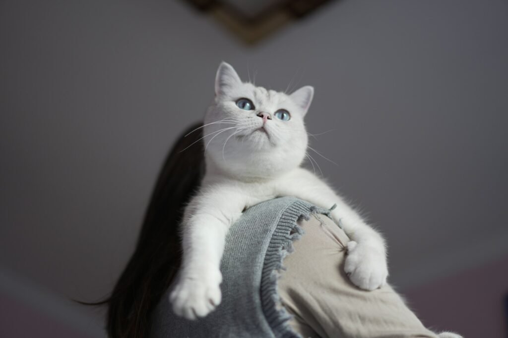 A white cat with blue eyes on a woman's shoulder getting carried around.