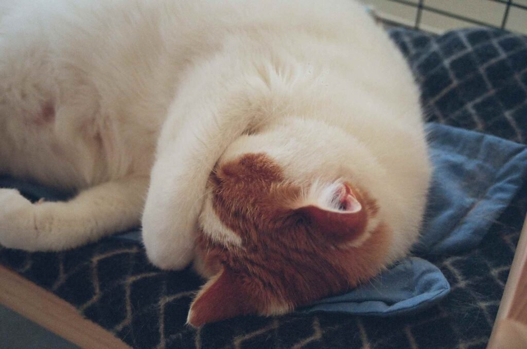 A white and orange cat sleeping with a paw over their head.