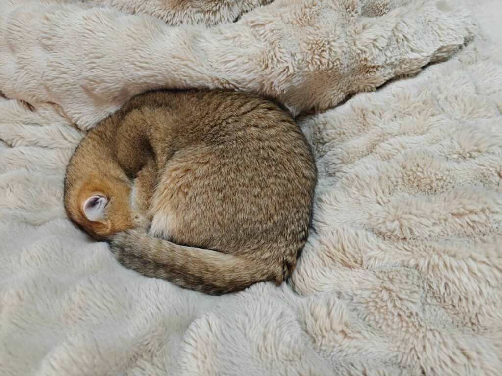 A cat curled up in a wool blanket.