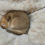 A cat curled up in a wool blanket.