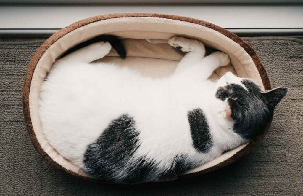 A black and white cat lying in a round cat bed on the floor.