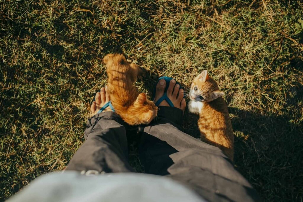 Two orange kittens around a persons feet with flip flops on outside in the grass.