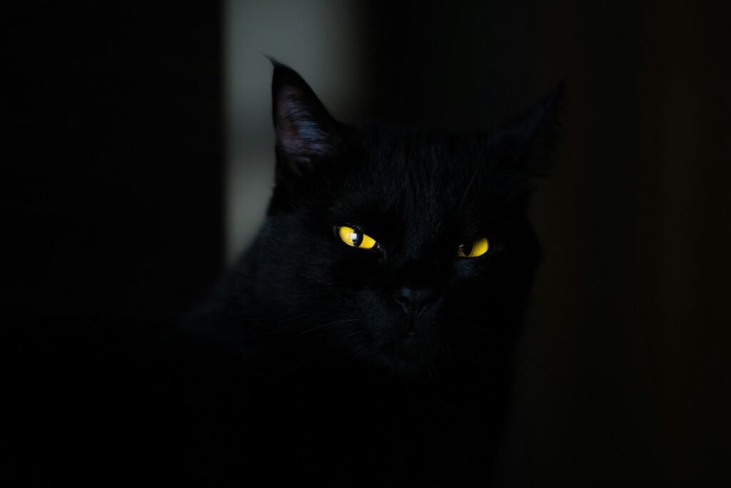 A black cat with bright yellow eyes at night.