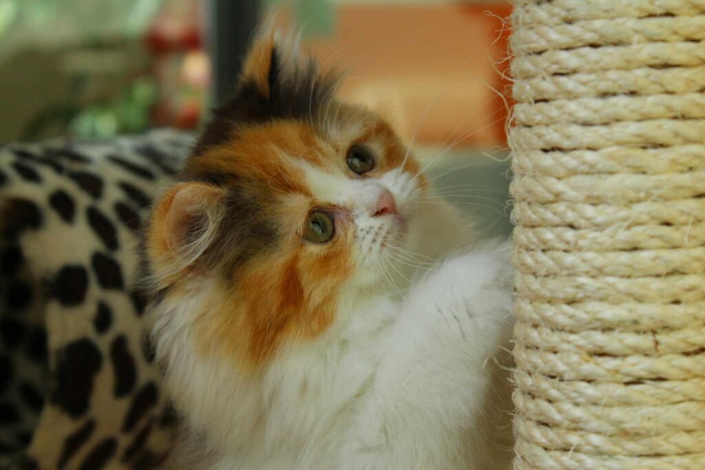 A calico kitten using a sisal scratching post.