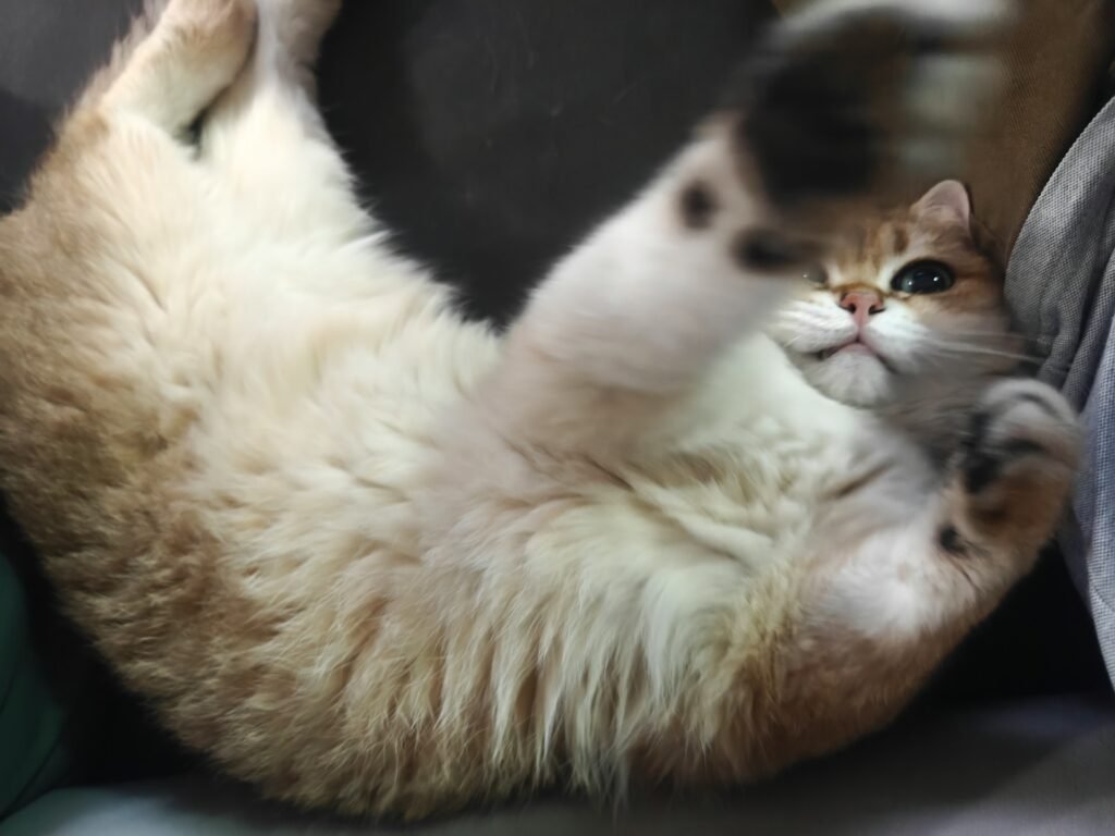A cat rolling over on its belly and pawing at their owner.