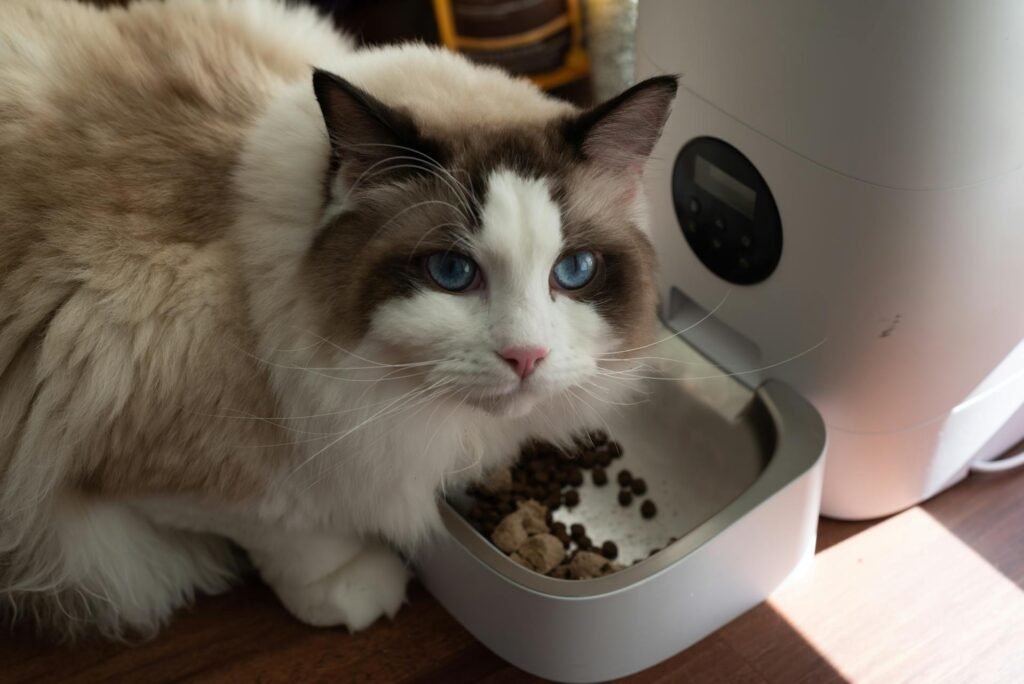 A fluffy cat in front of an automatic cat feeder.