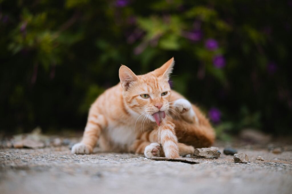 An orange cat licking its tail outside in a weird position.