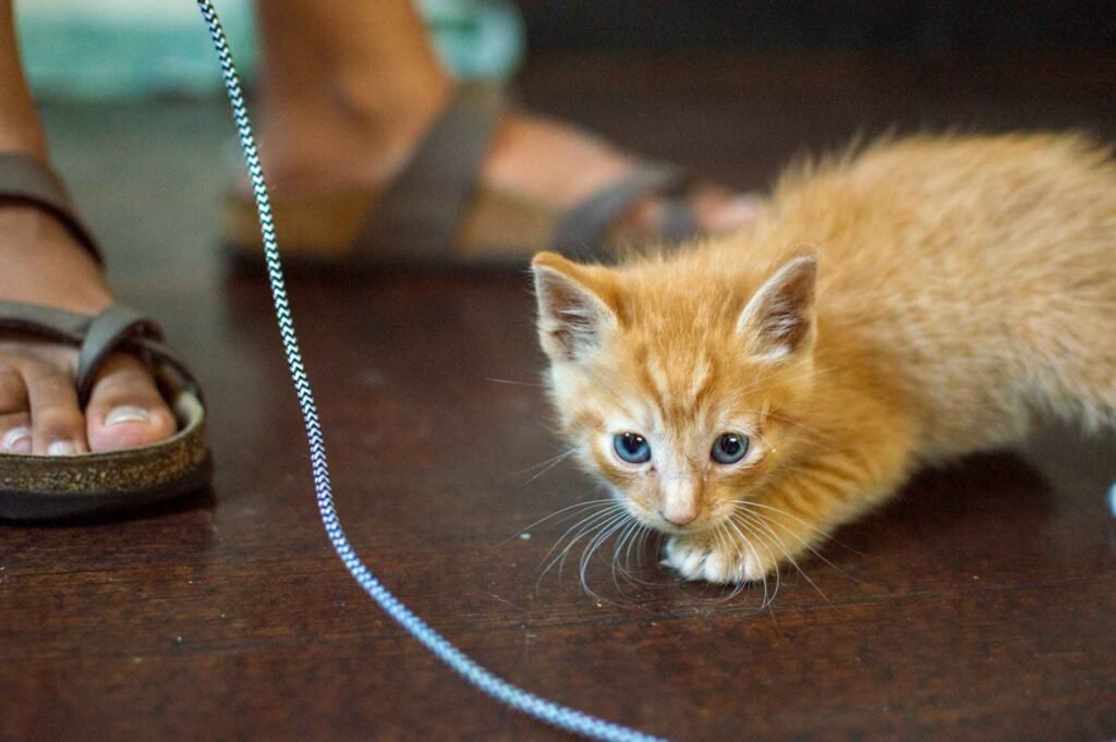 An orange kitten playing next to someones feet in flips flops.