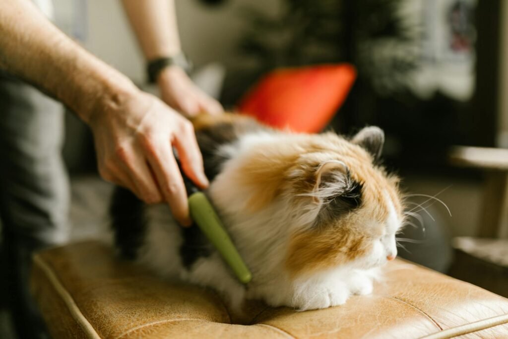 A person combing a fluffy calico cat.