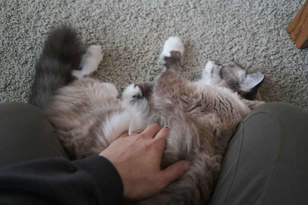 A person petting a cat near its belly on a carpet floor.