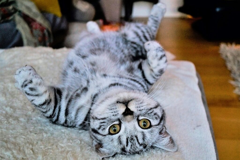 A silver tabby cat on its back showing its belly and looking into camera in front.