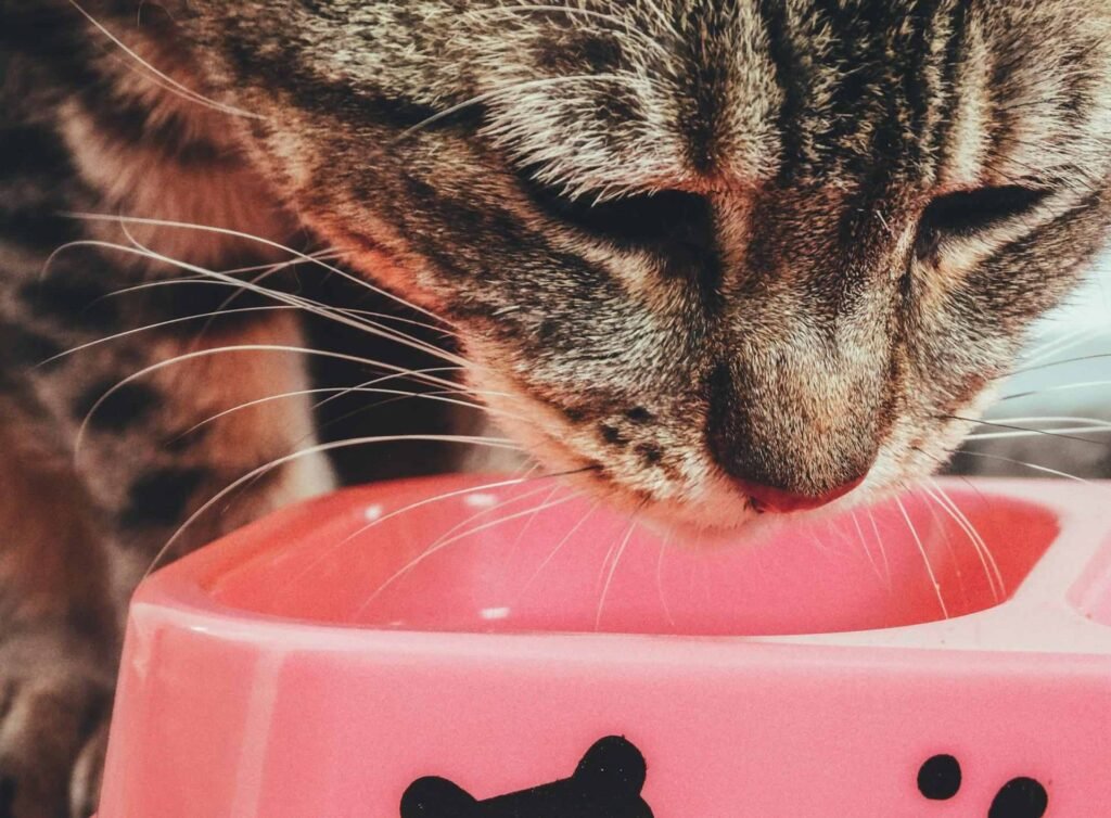 A tabby cat drinking water out of plastic bowl