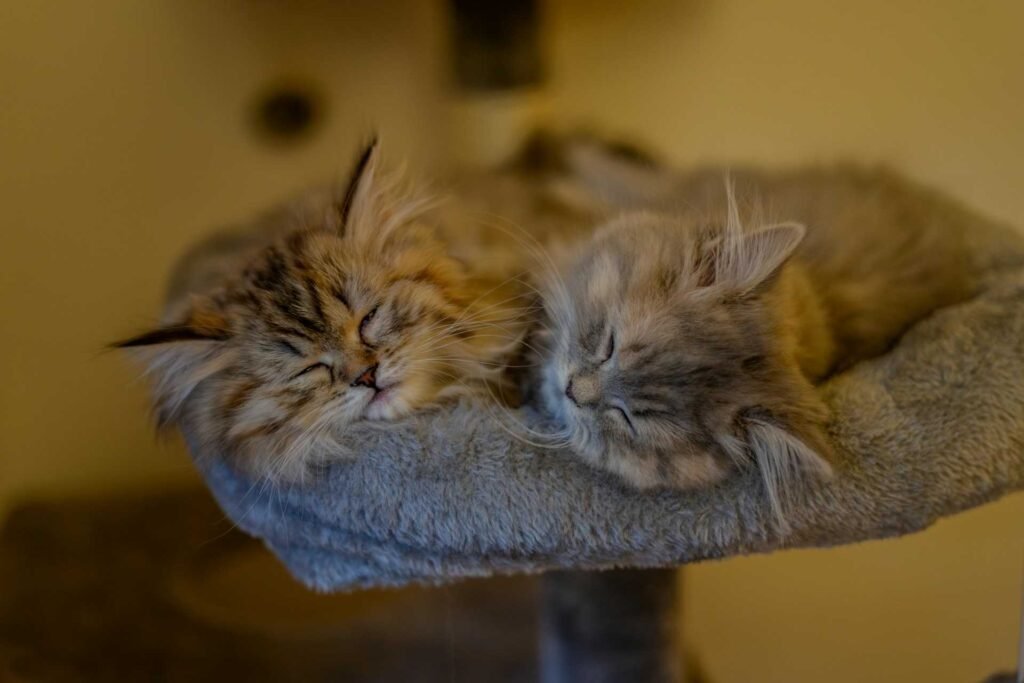 Two cats with long fur sleeping together on a cat tree.