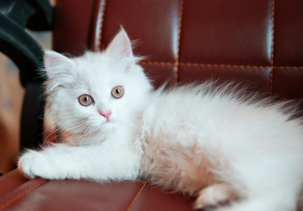 A white kitten lying on a leather couch.