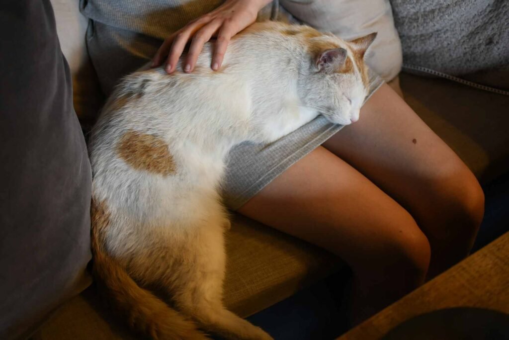 A white and orange cat on a woman's lap.