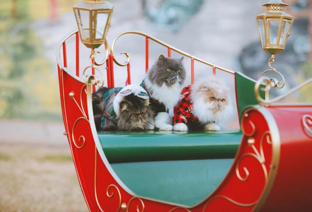 3 fluffy cats on a big christmas sledge.