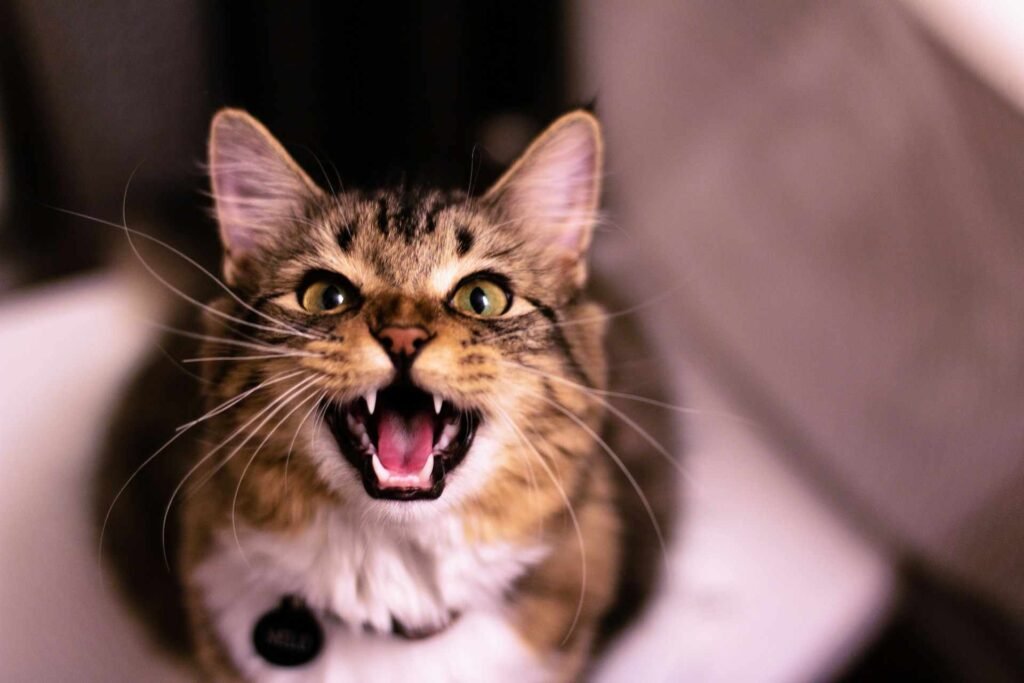 A brown tabby cat looking like laughing in a mischievous way.