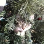 A young cat peeking out of an artificial christmas tree.