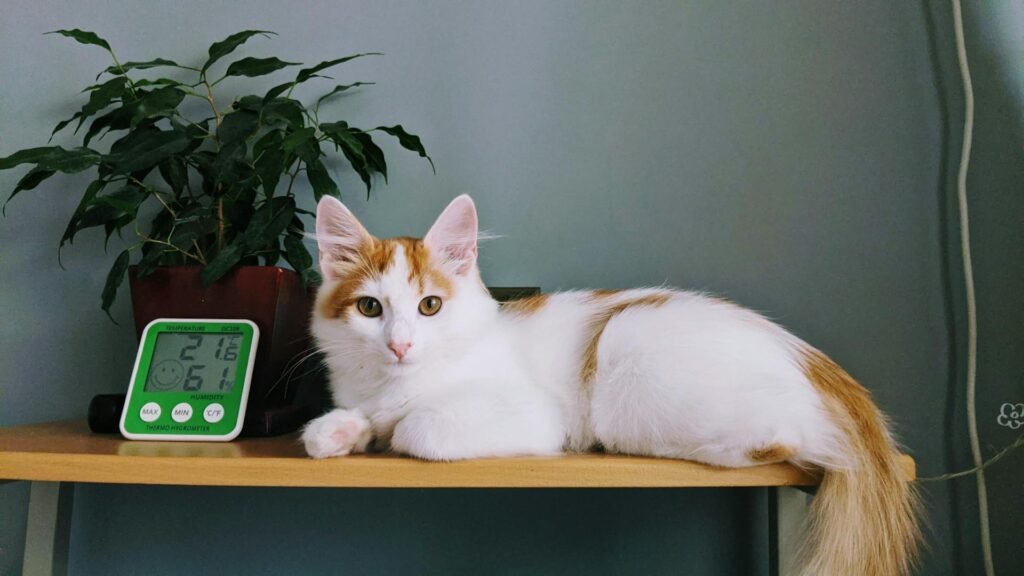 A white and orange cat lying on a small table next to a hygrometer and a plant.