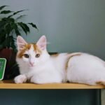 A white and orange cat lying on a small table next to a hygrometer and a plant.