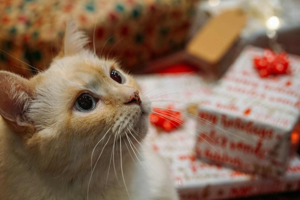 An orange cat sitting next to a pile of presents looking to the side.