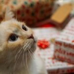 An orange cat sitting next to a pile of presents looking to the side.