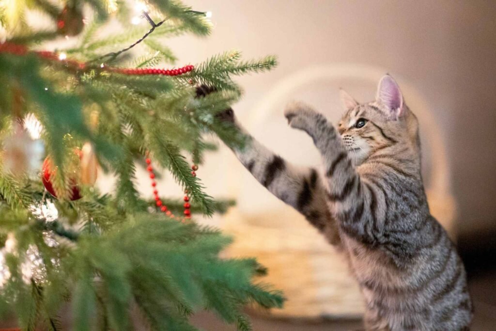 A kitten pawing at christmas tree decorations.
