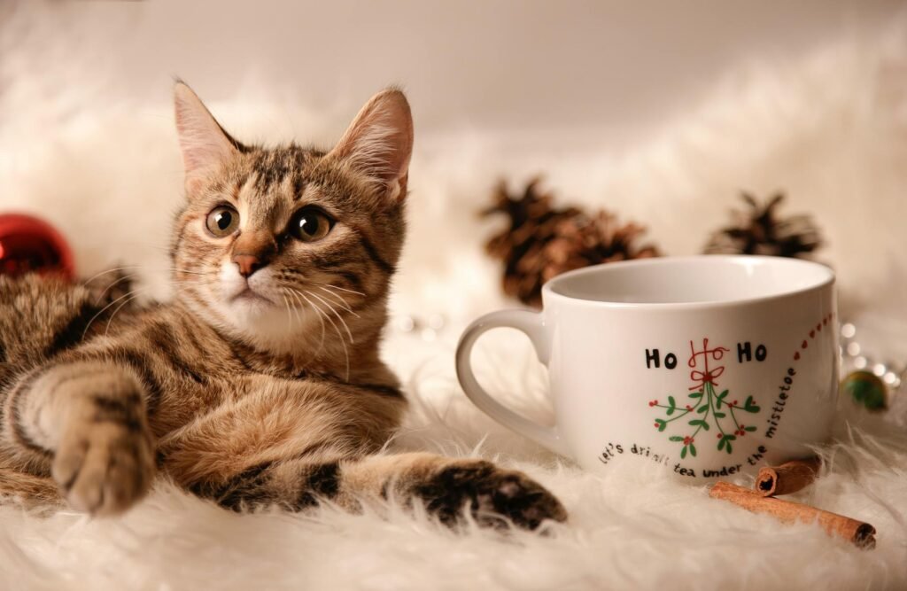 A young tabby cat next to a christmas mug on a fluffy blanket.