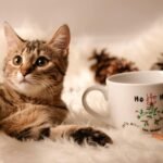 A young tabby cat next to a christmas mug on a fluffy blanket.