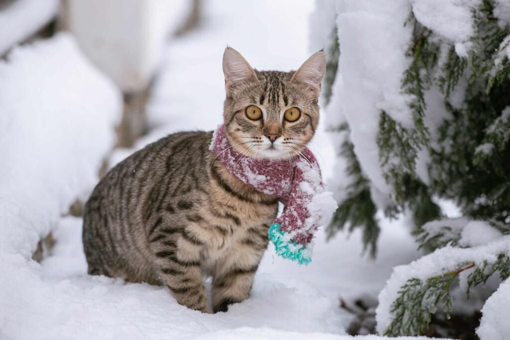 A tabby cat with a scarf standing next to a tree in the snow.