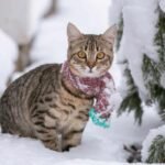 A tabby cat with a scarf standing next to a tree in the snow.