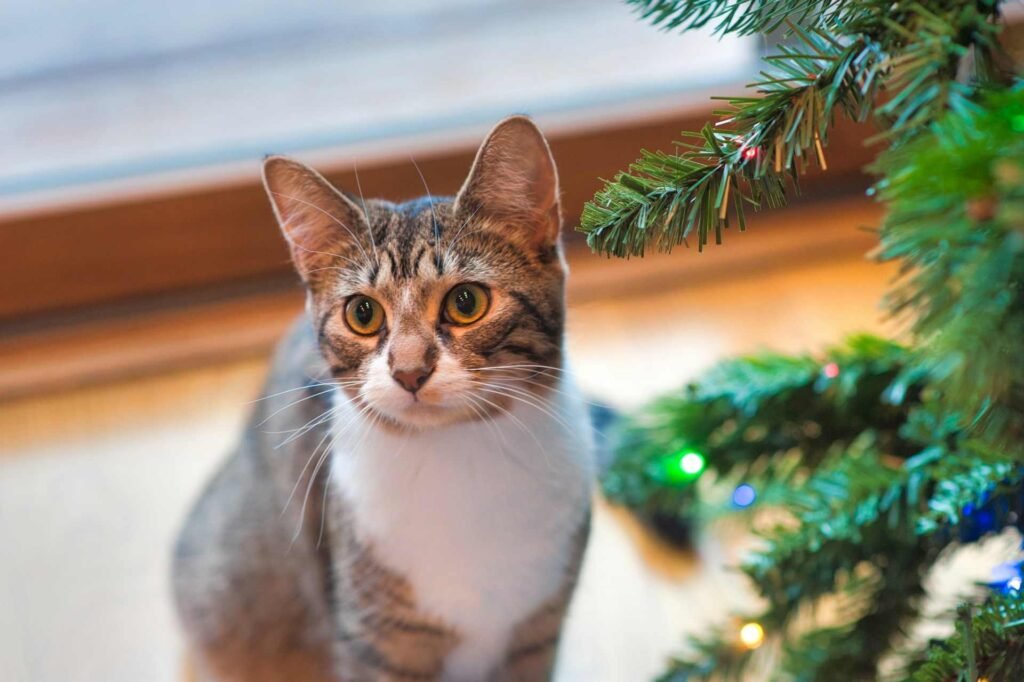 A young tabby cat sitting next to a christmas tree.