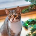 A young tabby cat sitting next to a christmas tree.