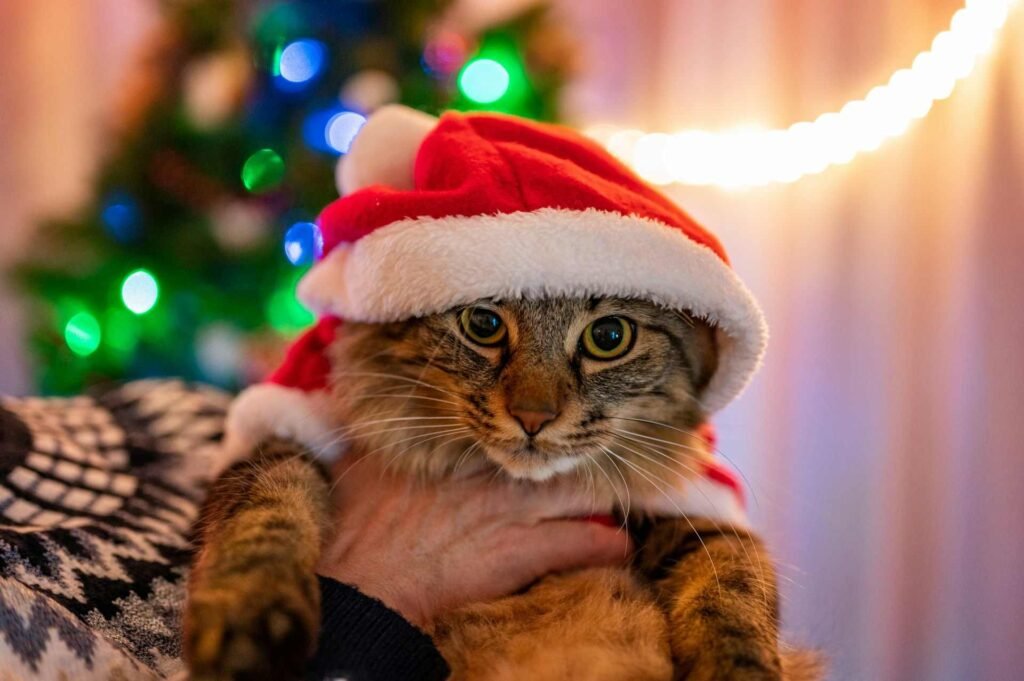 A tabby cat getting carried with a christmas hat and sweater in front of a christmas tree.