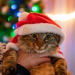 A tabby cat getting carried with a christmas hat and sweater in front of a christmas tree.