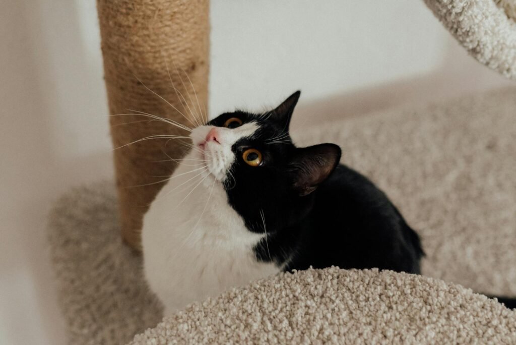 A black and white cat on a cat tree looking up next to a scratching post.