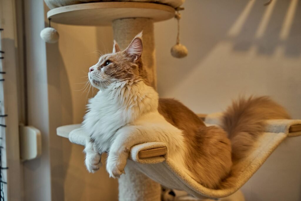 A cat with long fur lying on a cat tree in front of a scratching post.