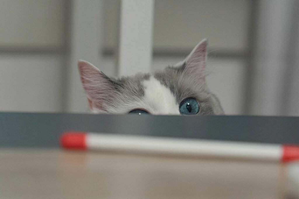 A cat with blue eyes peeking over a table with a pen on it.