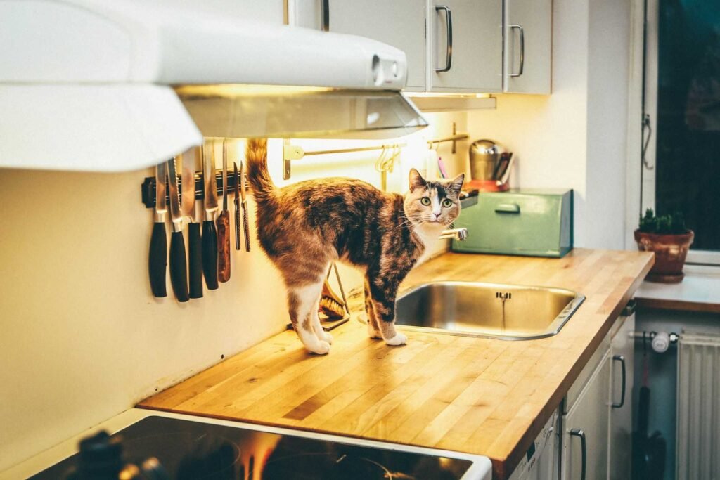A cat standing on the kitchen table looking for food.