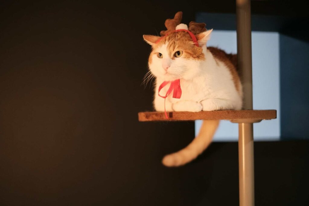 An orange and white cat with reindeer antlers on its head sitting on an elevated platform.