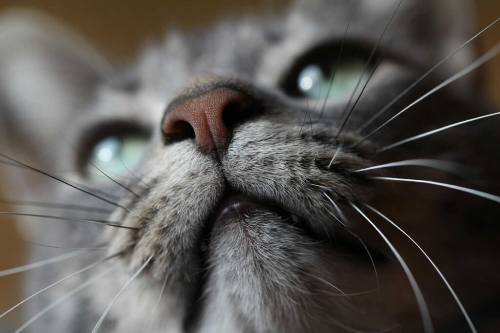 A close up of a grey cat's nose and whiskers.