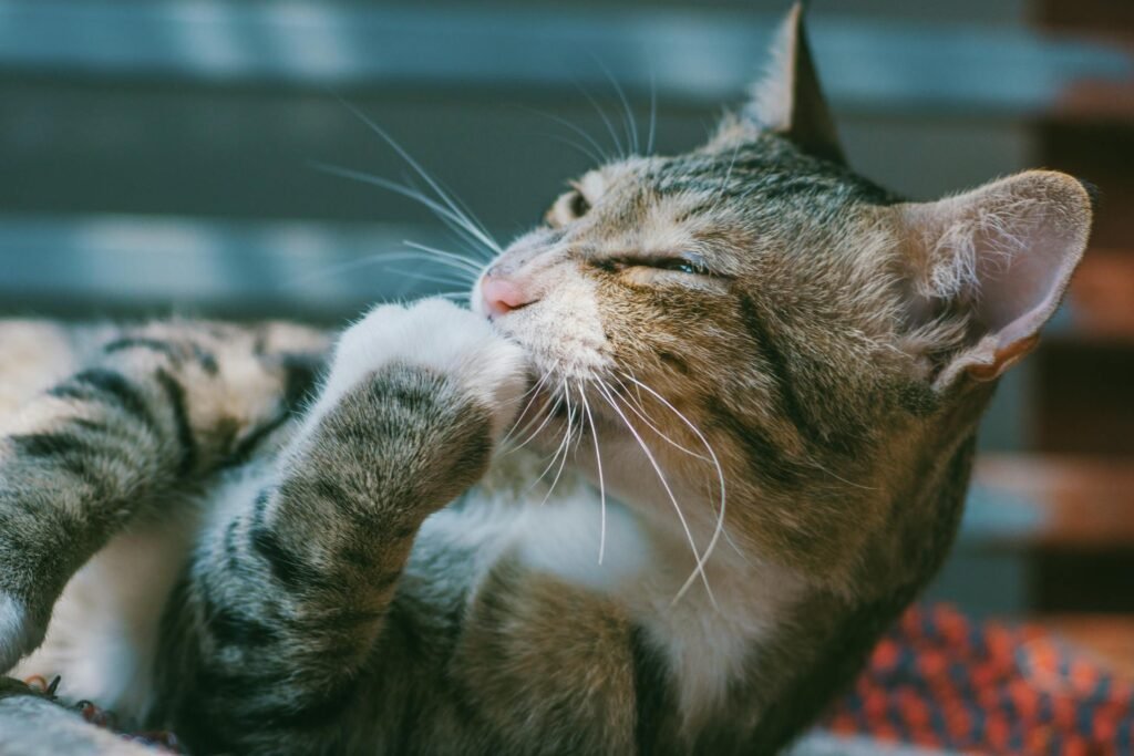 A tabby cat grooming and licking itself.