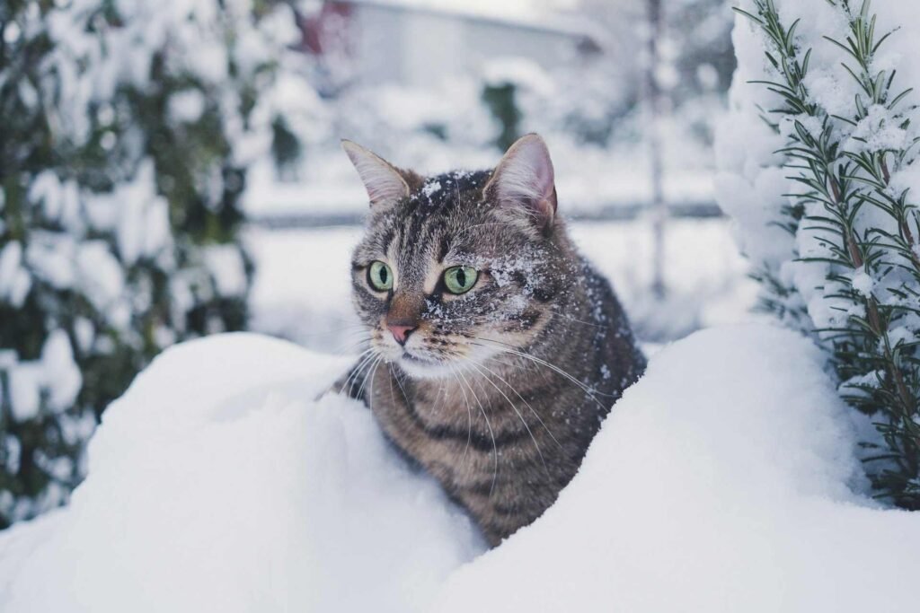 A tabby cat looking out of a pile of snow.
