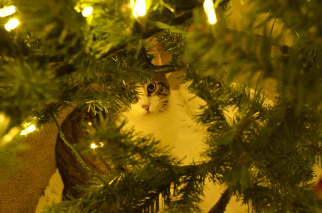 A tabby cat peeking through the branches of a christmas tree with lights.