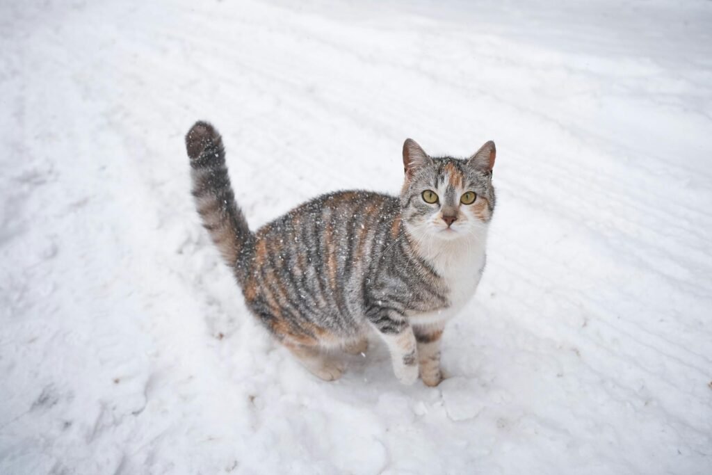 A tabby cat standing outdoors in the snow.
